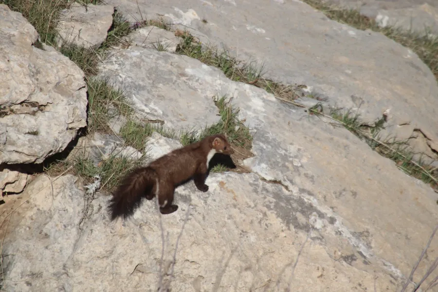 Beech Marten