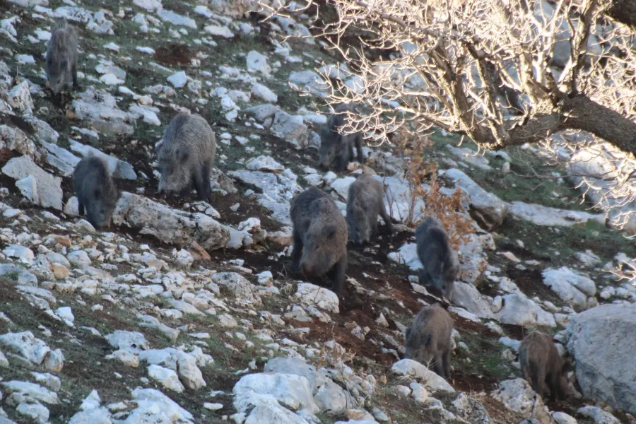 Wild Boar
