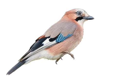 Eurasian Jay