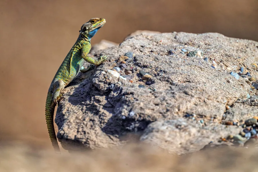 Caucasian agama