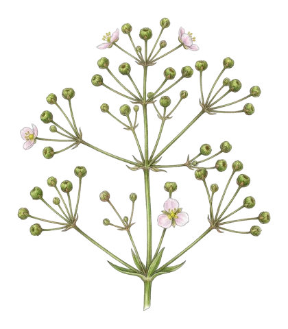 Alisma lanceolatum