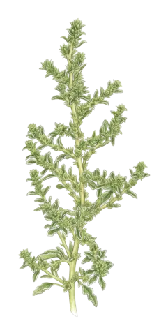 Amaranthus albus