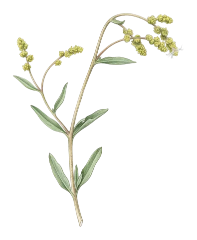 Atriplex lasiantha