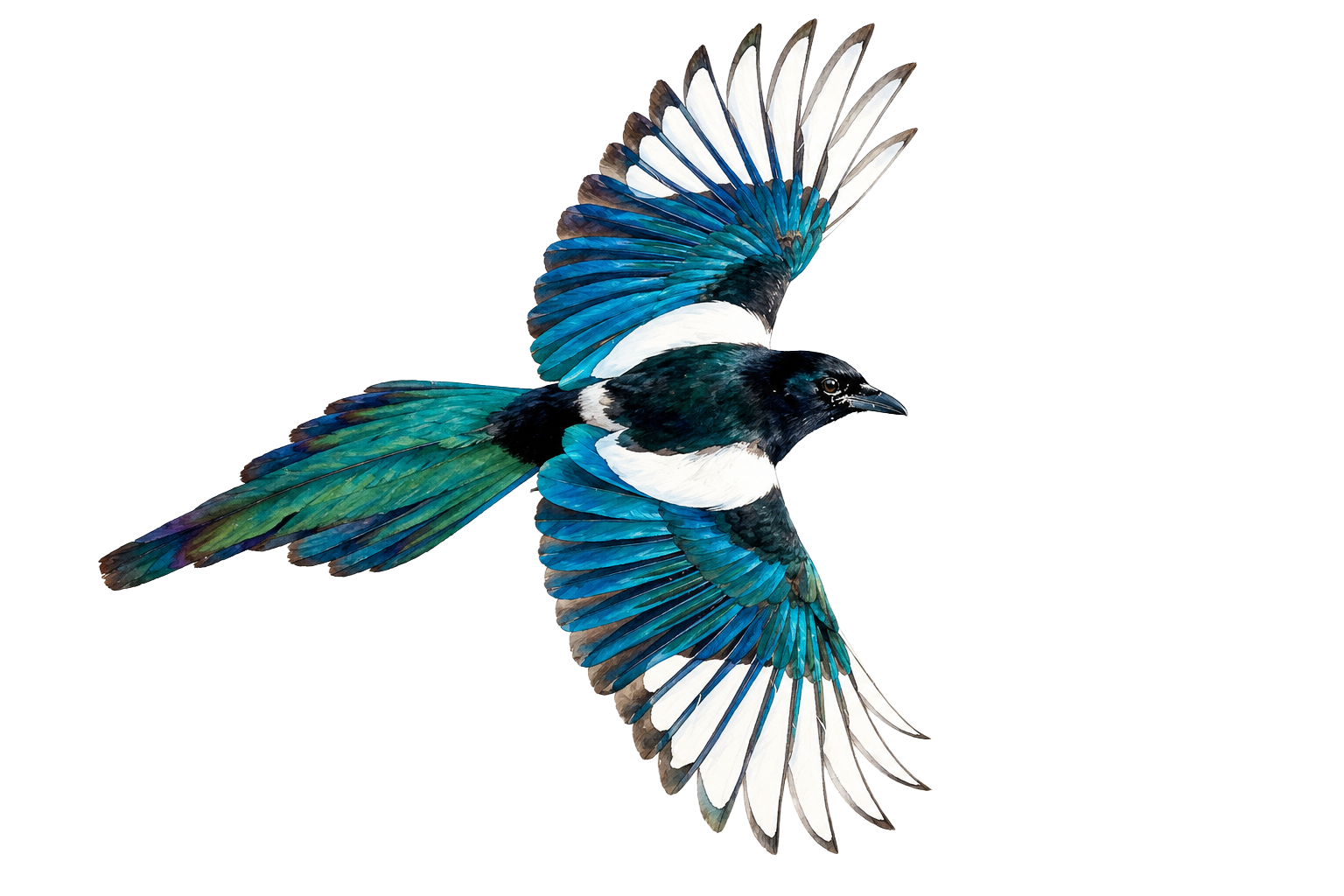Eurasian Magpie