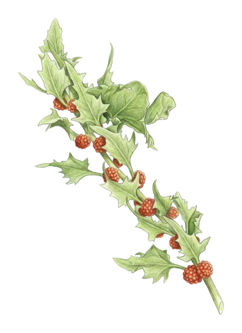 Blitum virgatum