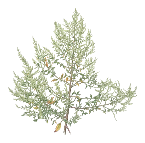 Chenopodium album