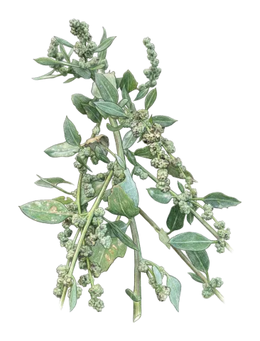 Chenopodium opulifolium