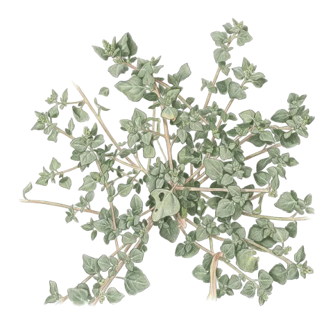 Chenopodium vulvaria