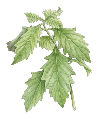 Dysphania ambrosioides