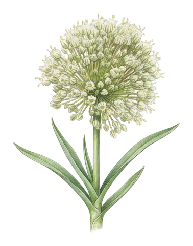 Allium ampeloprasum