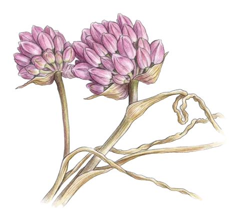 Allium arlgirdense