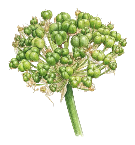 Allium calocephalum