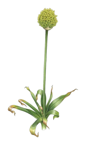 Allium chrysantherum
