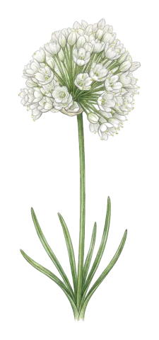 Allium convallarioides