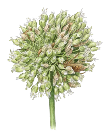 Allium dictyoprasum