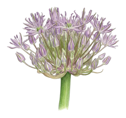 Allium fedtschenkoi