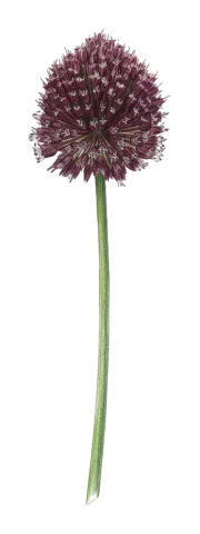 Allium fuscoviolaceum