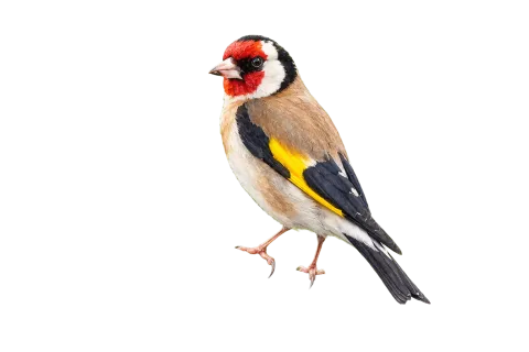 European Goldfinch