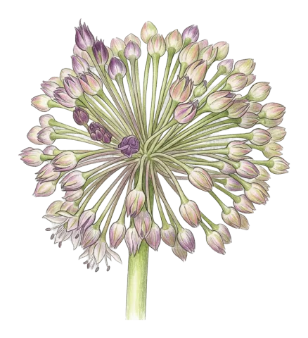 Allium iranicum