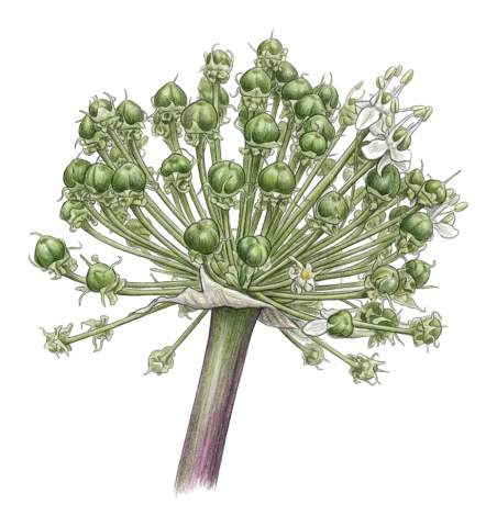 Allium koelzii