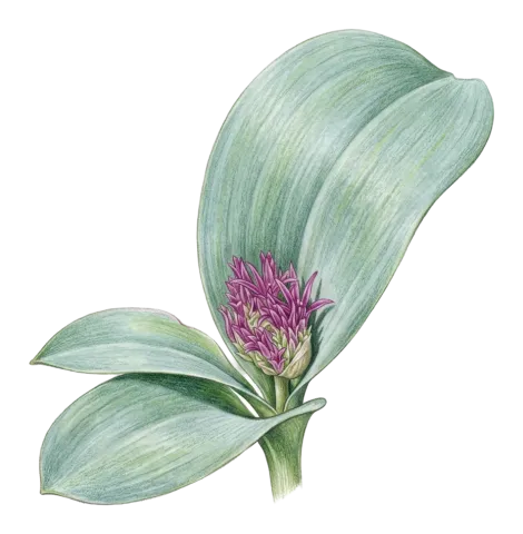 Allium kurdistanicum