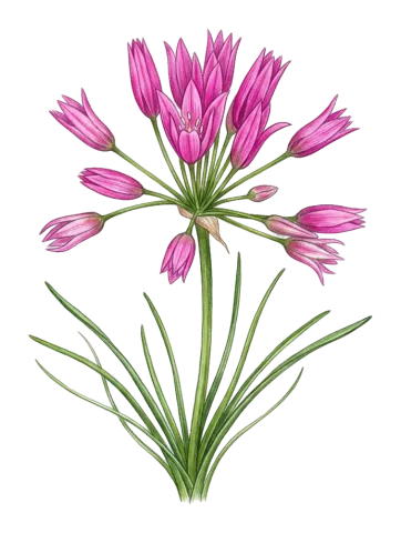Allium longisepalum