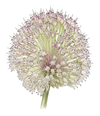 Allium macrochaetum