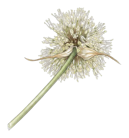 Allium myrianthum