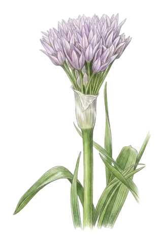 Allium noeanum
