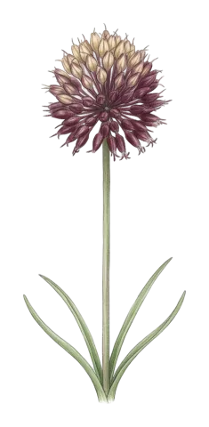 Allium phanerantherum