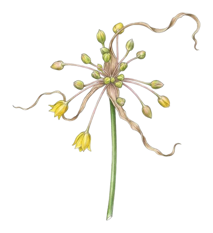 Allium pseudoflavum