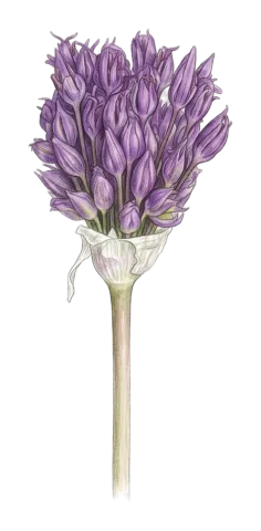 Allium remediorum