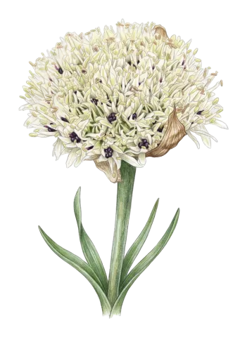 Allium saralicum
