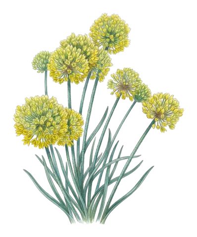 Allium scabriscapum