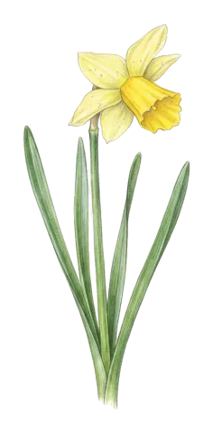 Narcissus pseudonarcissus