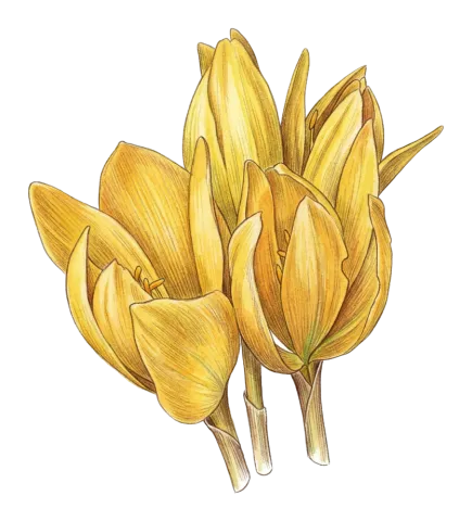 Sternbergia clusiana