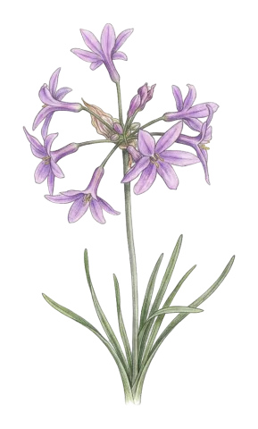 Tulbaghia violacea