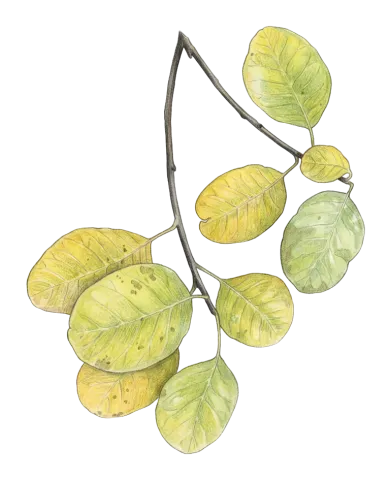 Cotinus coggygria