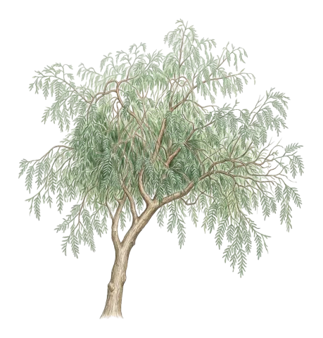 Schinus molle