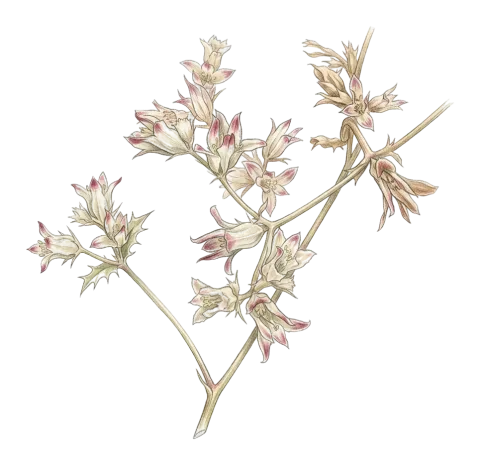 Actinolema eryngioides