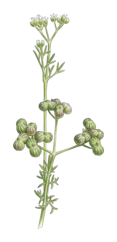Bifora testiculata