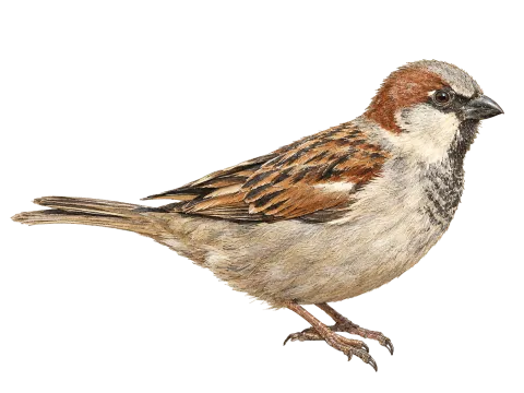 House Sparrow