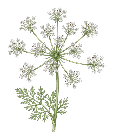 Bunium cornigerum