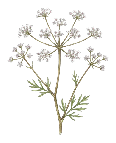 Bunium paucifolium