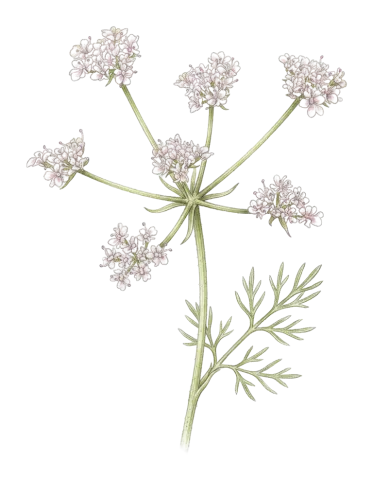 Bunium verruculosum