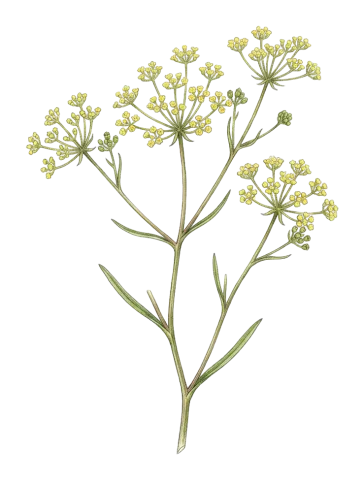 Bupleurum exaltatum