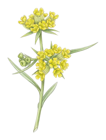 Bupleurum haussknechtii