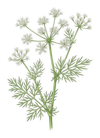Carum carvi