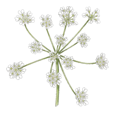 Chaerophyllum crinitum