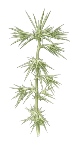 Eryngium billardierei